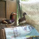 원앙농장 이미지