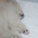 앵두 발바닥