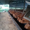 자영목장 이미지