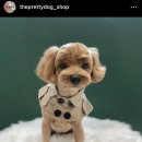 오늘도, 이쁘개 이미지