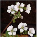 달맞이 펜션 이미지