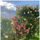 150004 | 곤지암 스키강습 비용 가족리조트 내돈내산 리프트권 할인 이용 후기