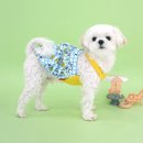 스누피 애견 이미지