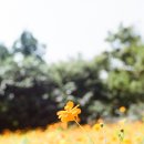 청계사진관 | [필름 스캔/현상소] 청계현상소(청계사진관) 고화질 필름 현상 후기 !