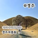 대릉원 | 경주대릉원 포토존 목련 개화 시기 실시간 후기