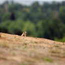 프레리독(Prairie Dog) 이미지