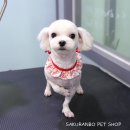 사쿠란보애견샵 부산대점 이미지