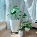 흥대농장 | 시흥화분배달 시흥개업화분 시흥인테리어화분 플렌테리어 맛집 시흥화분추천 화분추천 엔와이플라워:-)