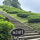 (주)보성산업 | (보성) 전남 여름에도 시원한 대한다원보성녹차밭, 아이스크림 먹고 녹차구매까지!