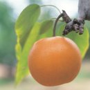 수현농장 이미지