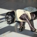 카페훈트 | 유기견 입양 카페 "훈트" 봉사 후기