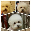 파우 동물병원 이미지