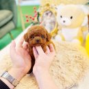 타이니퍼피 강아지분양 고양이분양 서울송파 | 송파강아지분양 정보 자세히 알아봐요