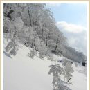 2017.1.08(일)강원도 대관령 삼양하늘목장-선자령 눈꽃축제 힐링여행 이미지