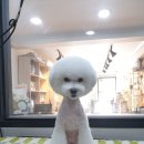 honapet(호나펫) 네이버블로그