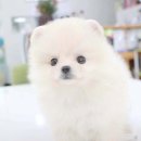 사랑애견샵 이미지