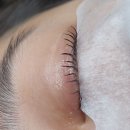 돌봄동물메디컬클리닉 | 울산속눈썹펌 보보리뷰티 손상없이 오래가는 클리닉펌 속눈썹펌 피부관리도함께 해주는 뷰티샵