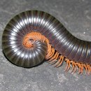 millipede 이미지