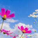 코스모스 이미지