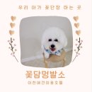 꽃담 멍발소 이미지