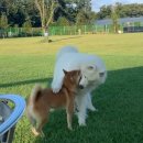 랩도그빌 이미지