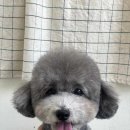 다녀오개습니다 이미지