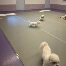 아소비 퍼피스 이미지