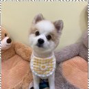 살롱드 베베 이미지