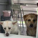 하나애견 이미지