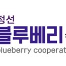 정선블루베리협동조합 이미지