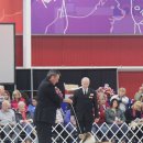 골든베릴셀티 이미지