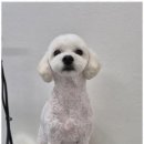 우리동네펫샵 이미지