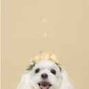 아이디어팟
