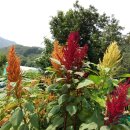 아마란스 이미지