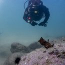 민트스쿠버 이미지