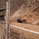 토종돼지농장 이미지