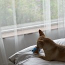 시고르하우스 이미지