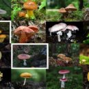 버섯의 분류 이미지