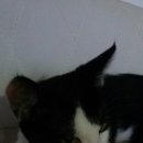 강아지와 고양이 이미지