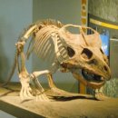 레드디어 | 초식공룡종류 각룡류 백악기의 작은뿔이달린얼굴 렙토케라톱스