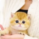 부산고양이분양 모나미네코 해운대본점 이미지