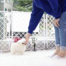 화이트포메라니안 이미지