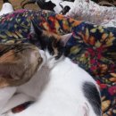 나르치스와 골드 <b>문트</b>