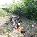 해마루농원 이미지