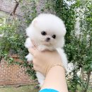 사비켄넬 | 신림강아지분양 신사독에서 안전하게!