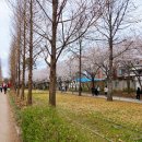 마포, 걷고싶은길 1코스 | 경의선숲길 벚꽃 실시간 후기, 홍대 벚꽃 서강대역 벚꽃 개화 상태!(3월 31일 기준)