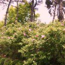 가림초등학교 이미지