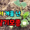 노지딸기 모종으로 집에서 딸기 키우기 *실내 화분 식물 기르기 이미지
