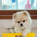 다다덴탈 이미지