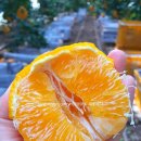 안시농장 이미지